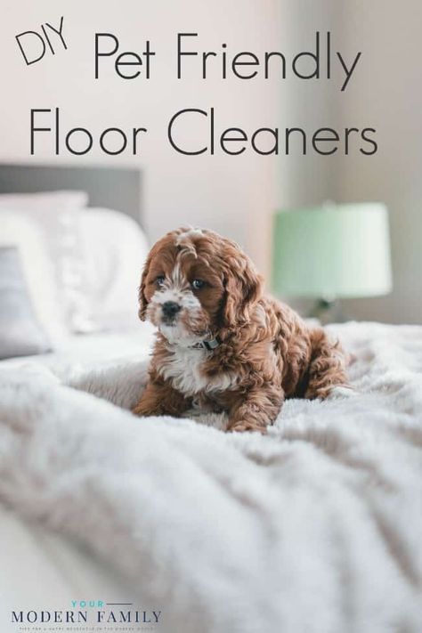 DIY pet friendly floor cleaners Pet Safe Floor Cleaner, Eco Friendly Bedroom, Pet Friendly Flooring, Dogs Quotes, Dog Quotes Love, Eco Friendly Cleaning Products, Floor Safe, Safe Cleaning Products, Fluffy Dogs