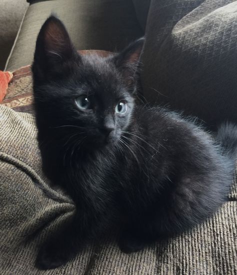 Black Kitten, A Black, Animals, Black