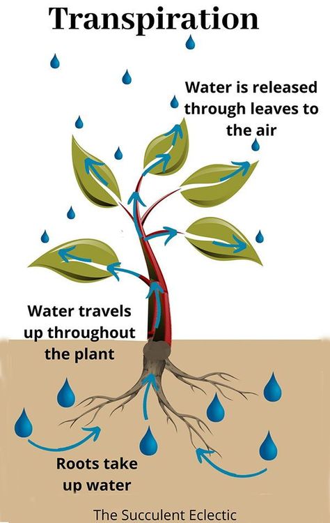 Plant transpiration is the process of water movement through plants. Roots draw up moisture from the soil, up through the stems and leaves, to every cell of the plant, eventually to be released through the leaves and stem. Transpiration distributes water, oxygen and minerals to all the tissues of a plant. This process is essential to a plant’s survival. #transpiration #planttranspiration #transpirationinfographic #infographic #succulentcareinfographic Photosynthesis Projects, Science Corner, Biology Plants, Capillary Action, Plants Worksheets, Stem Plant, Planting For Kids, Plant Kingdom, Plant Study