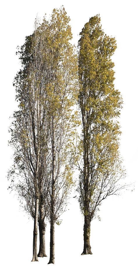 Landscape Architecture Graphics, Tree Photoshop, Poplar Tree, Photo Png, Tree Sketches, Seni Dan Kraf, Architecture Graphics, Vintage Tree, Tree Silhouette