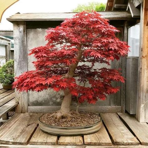 Bonsai Backyard, Japanese Maple Tree Care, Bonsai Maple Tree, Wabi Sabi Garden, Red Maple Bonsai, Japanese Maple Bonsai, Japanese Bonsai Tree, Maple Bonsai, Bonsai Tree Types