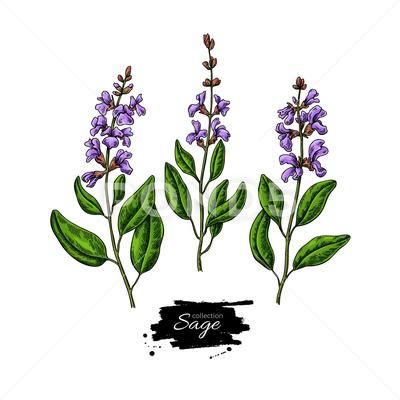 Sage Flower Drawing, Sage Plant Tattoo, Sage Tattoos, Herbs Tattoo, Sage Drawing, Sage Ideas, Sage Tattoo, Bush Drawing, Herb Tattoo