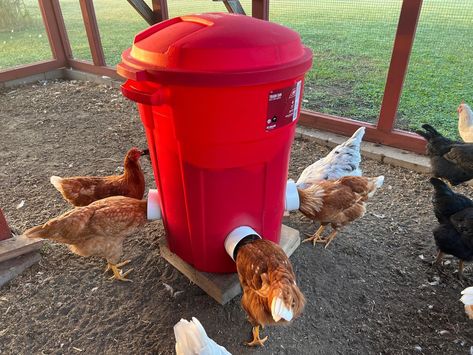 Meat Chicken Feeder Diy, Chicken Coop Food Dispenser, Self Feeding Chicken Feeder, Easy Chicken Feeders Diy, No Waste Chicken Feeder Diy, Long Term Chicken Feeder, Automatic Waterer For Chickens, Home Made Chicken Feeder, Chicken Automatic Feeder