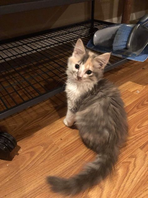 Tabby Calico Mix Cat, Diluted Calico Kitten, Dilute Calico Kitten, Grey Calico Cat, Diluted Calico Cat, Farm Kittens, Dilute Calico Cat, Mackerel Tabby, Dilute Calico