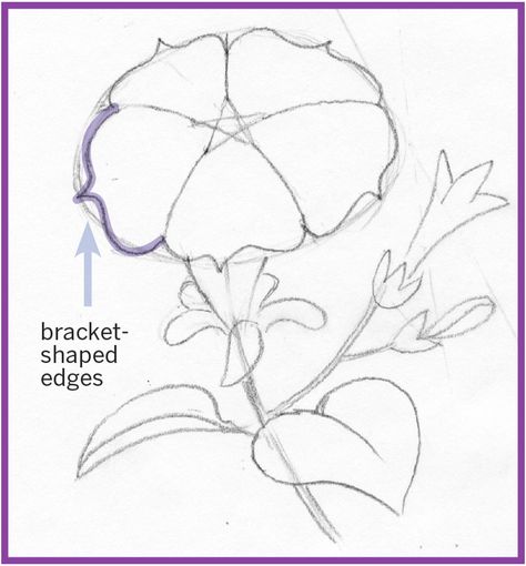 Art Thief: Draw a petunia How To Draw Petunia Flowers, Petunia Flower Drawing, Petunia Drawing, Paddle Ideas, Beginner Drawing Lessons, Petunia Plant, Petunia Flower, Flowers Paintings, Drawing Examples