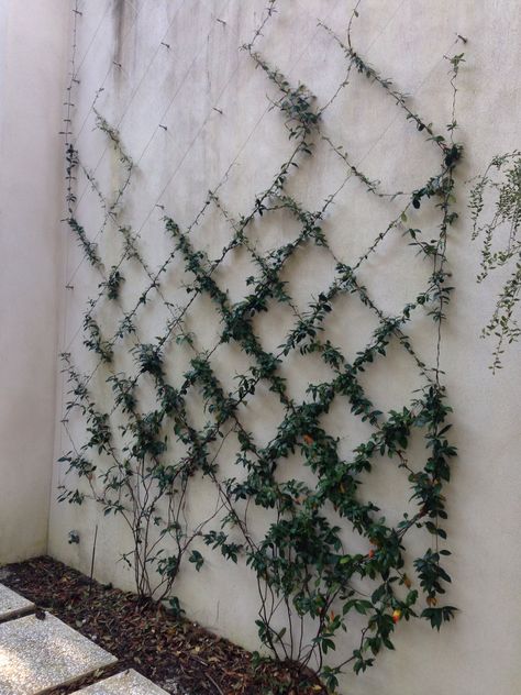 Balcon Mic, Garden Florida, Wire Trellis, Wedding Arbors, Vertical Garden Indoor, Vertical Garden Design, Vertical Vegetable Garden, Side Yards, Vertical Garden Diy