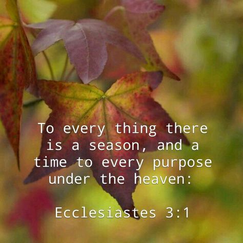 Ecclesiastes 3:1 (KJV) "To every thing there is a season, and a time to every purpose under the heaven:" Gospel Message, King James Bible, Biblical Quotes, Be Thankful, Favorite Bible Verses, Every Thing, Scripture Quotes, Verse Quotes, Christian Inspiration