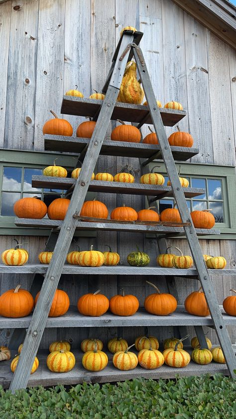 Pumpkin Patch Stand Diy, Pumpkin Farm Stand Ideas, Fall Photobooth Props, Outdoor Photo Op, Pumpkin Selling Display, Pumpkin Displays Retail, Roadside Pumpkin Stand, Pumpkin Display Ideas, Farm Store Ideas