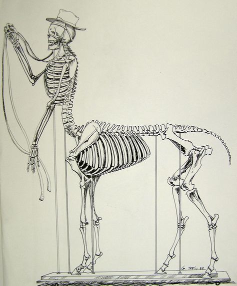 Centaur skeleton Centaur Skeleton, Centaur Sitting, Centaur Running, Skeleton Horse, Skeleton Horse Fantasy Art, Art Tips, Skeleton, Humanoid Sketch, Drawings