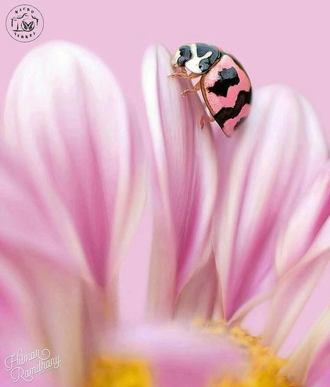 Lady bug in pink flower Pink Ladybug, Lady Beetle, Cool Bugs, Lady Bugs, Beautiful Bugs, Airbrush Art, Pink Lady, Lady Bird, Bugs And Insects