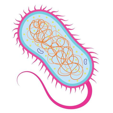 Prokaryotic Cell, Cell Membrane, Pop Up Book, Art Google, Biology, Aesthetic Art, Easy Drawings, Art Ideas, Vector Art