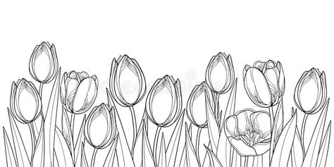 Vector horizontal border with outline tulip flowers, bud and ornate leaves in black isolated on white background. Contour tulips for greeting spring design or royalty free illustration Tulip Drawing, Horizontal Painting, Montessori Art, Vector Border, Leaf Border, Flower Art Drawing, Diy Wall Art Decor, Space Tattoo, Background Drawing