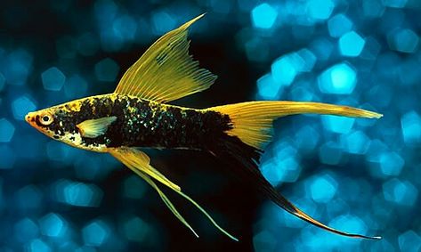 Hi fin lyretail swordtail. Swordtail Fish, Tropical Fish Aquarium, Tropical Freshwater Fish, Guppy Fish, Fauna Marina, Fresh Water Fish Tank, Tropical Aquarium, Freshwater Aquarium Fish, Cool Fish