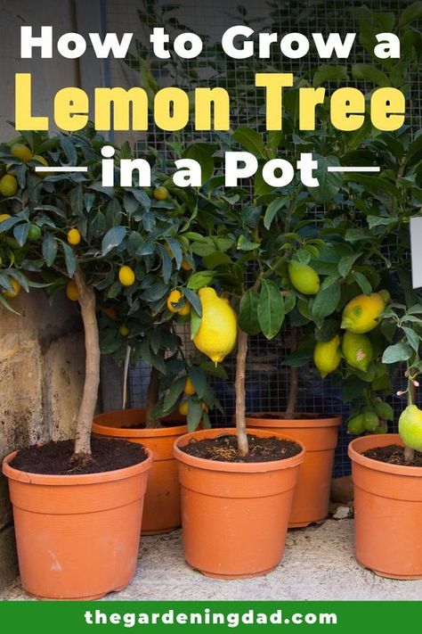 Pinterest Lemon Trees In Pots, Lemon Tree In Pot, Lemon Tree In A Pot, Lemon Tree Potted, Lemon Tree From Seed, Trees In Pots, Grow Lemon, Growing Lemon Trees, Tree In A Pot