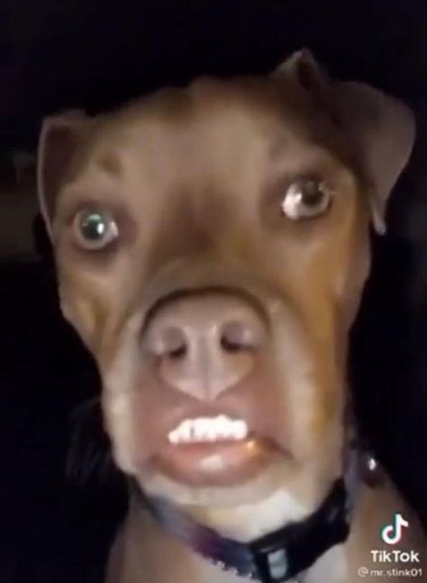 Dog With Human Eyes, Silly Animal Pictures, Ugly Dogs, Goofy Dog, Funny Animal Photos, Up Dog, Snapchat Funny, Silly Dogs, Silly Animals