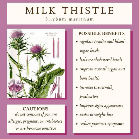 🌸 Not only is this plant adorable, it’s got medicinal properties! If you’re signed up for our newsletter, you received in-depth notes about Milk Thistle, just like every month! If you’re not subscribed, that means you’re missing out on some top-notch herbalism education! Huge shoutout to @karina_kiara for consistently bringing us these helpful, non-overwhelming tidbits of useful information on common herbs and plants 🥹💛🌸 May we all learn a little more about healing with plants! #colle... Herbs With Antifungal Properties, Herbal Plants Medicine, Cortisol Foods, Motherwort Benefits, Enchantress Aesthetic, Herb Meanings, Milk Thistle Benefits, Medicinal Herbs Remedies, Herbal Education