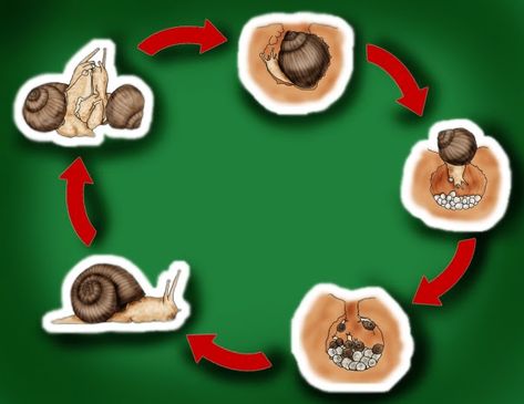 Snails Preschool, Snail Life Cycle, Life Cycles Preschool, Nature Lessons, Life Cycle Craft, Snail Craft, Science Projects For Kids, Kindergarten Crafts, Kindergarten Writing