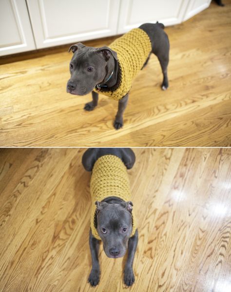 Crochet Dog Sweater Pitbull Free Pattern, Crochet Pitbull Sweater Free Pattern, Big Dog Sweaters, Crochet Dog Sweater Free Pattern, Pitbull Clothes, Knitted Dog Sweater Pattern, Large Dog Sweaters, Staffy Dog, Dog Sweater Crochet Pattern