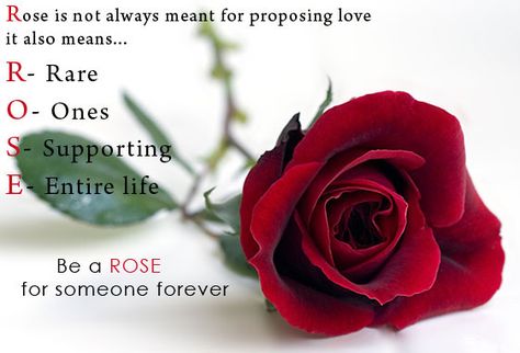 Happy Rose Day Wallpaper, Rose Day Pic, Rose Day Wallpaper, Rose Day Shayari, Hd Rose, Happy Rose Day, Valentine Day Week, Rose Quotes, Rose Day