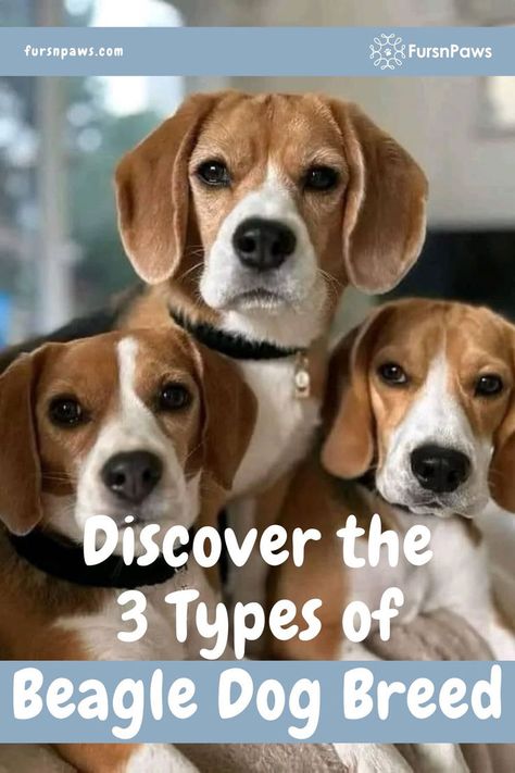 Curious about Beagle Breeds? Discover the 3 distinct types of the Beagle Dog Breed and what makes each one unique. Click here to explore the different Beagle Dog varieties and find out which type is perfect for your family! Beagle Dog Facts, Types Of Beagles, Beagle Breeds, Small Sized Dogs, Big Dog Breeds, Physical Characteristics, Dog Varieties, Beagle Mix, Dog Facts