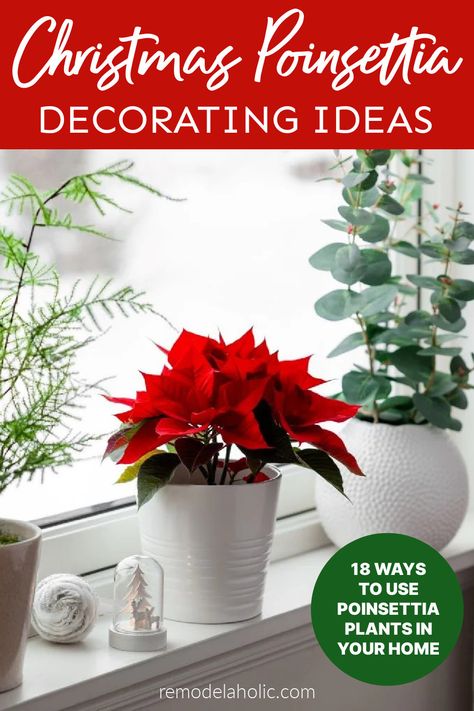 Add the traditional Christmas flower to your decorating with these easy poinsettia decor ideas for your mantel, stairs, garlands, tables, and even gift wrapping. Potted Poinsettia Decorating Ideas, Christmas Poinsettias Decorating Ideas, Fake Poinsettia Decorating Ideas, Decorating With Poinsettias, Poinsettia Decorating Ideas, Christmas Tree Poinsettia, Poinsettia Centerpiece, Poinsettia Decor, Natural Holiday Decor