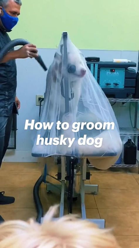 Dog Groomer Accessories, Dog Groom Room Ideas, Dog Groomer Home Salon, Grooming Dogs Salon Design, Dog Grooming Salon Layout, Diy Mobile Dog Grooming Trailer, Dog Grooming Floor Plans, Diy Dog Grooming Room, Pet Kennel Ideas