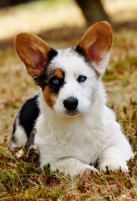 Hagaren Cardigan Welsh Corgis | "Breeder of Magical Creatures." Mini Corgi, Corgi Puppies, About Dogs, Corgi Puppy, Pembroke Welsh Corgi, Sweet Dogs, Corgi Dog, Welsh Corgi, Beautiful Dogs