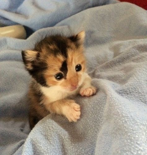 Tiny Calico Kitten Rescued Hours After Birth - LoveMeow Gato Calico, Calico Kitten, Newborn Kittens, Cute Little Kittens, Kitten Rescue, Kitten Love, Kittens And Puppies, Baby Kittens