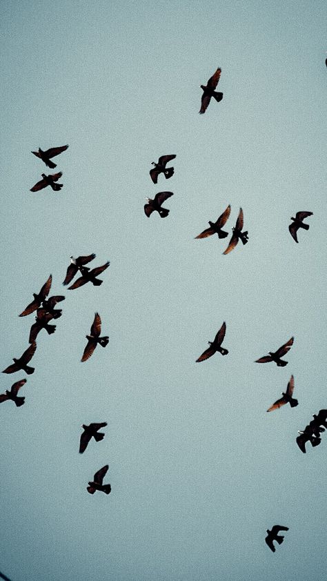 Birds photography Film Look Belonging Photography, Birds Flying Photography, Birds Flying In The Sky, Birds Aesthetic, Bird Aesthetic, Freedom Photography, Dance Film, Sunlight Photography, Sparrow Photography