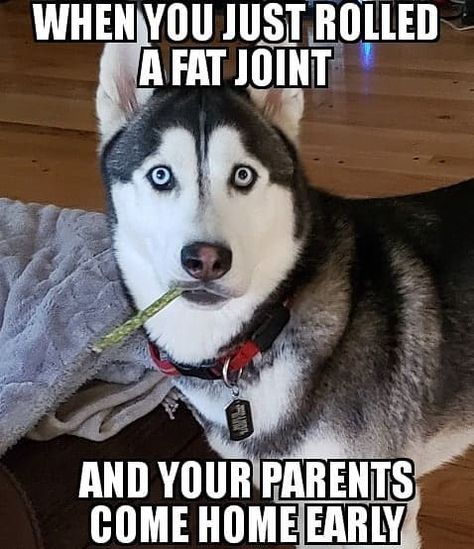 Husky Meme, Internal Thoughts, Funny Husky, Husky Funny, Adorable Pictures, Siberian Huskies, Comic Sans, Buddha Art, What Happens When You