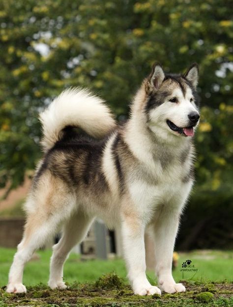 If you’re looking for the best name for a big dog, you have come to the right place. Utonagan Dog, Caine Husky, Malamute Husky, Malamute Dog, Malamute Puppies, Alaskan Husky, Psy I Szczenięta, Husky Mix, A Husky