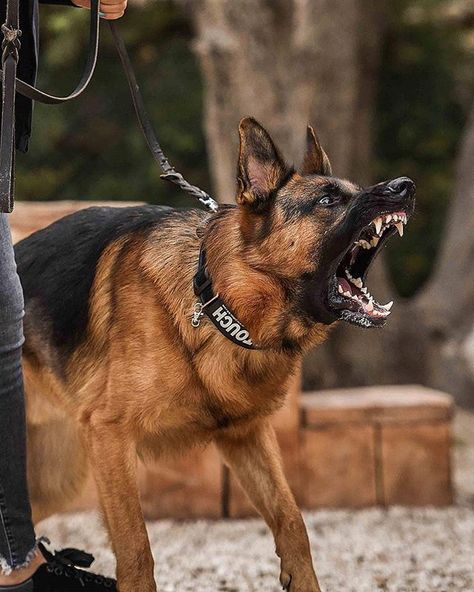 RAWR   @elko_the_star   #germanshepherd #germanshepherds #germanshepherdphotos #germanshepherdpictures #germanshepherdpics #gsdpictures #gsdpics #gsd #germanshepherddogs#germanshepherdpuppies #gsdstagram German Shepherd, german shepherds, german shepherd photos, german shepherd puppies,german shepherd dogs German Shepherd Facts, Ras Anjing, German Sheperd Dogs, Angry Dog, Bulldog Breeds, Scary Dogs, Psy I Szczenięta, Black German Shepherd, Working Dog