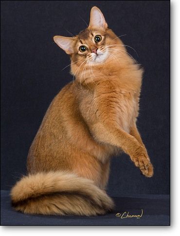 Dynamic Cat Poses, Somali Cat, Cat Poses, Cat References, Cat Anatomy, Cat Ideas, Cat Reference, Exotic Cats, Animal Anatomy