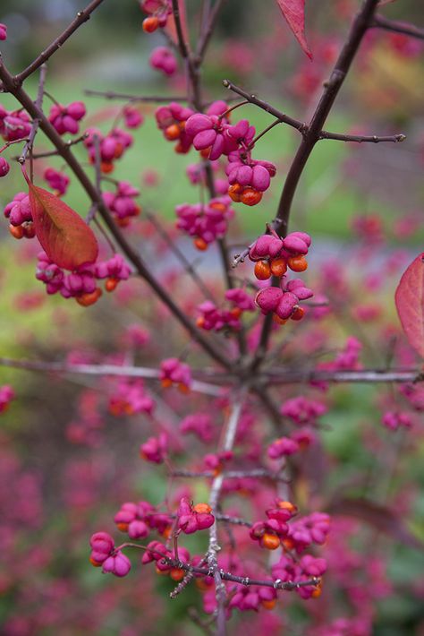 Trees for small gardens: Spindle tree (Euonymus europaeus) has fantastic fuchsia coloured autumn leaves and unusual orange berries. Ultimate height: 3metres. Find out more about this small, native tree at http://www.gardenersworld.com/plants/euonymus-europaeus/1007.html Photo: Sarah Cuttle Trees For Small Gardens, Spindle Tree, Euonymus Alatus, Garden Shrubs, Wildlife Gardening, Unusual Plants, Woodland Garden, Garden Trees, Autumn Garden