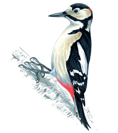 Woodpecker Pictures, Pine Tattoo, Great Spotted Woodpecker, Spotted Woodpecker, Bird Watercolor Paintings, Bird Sketch, Bird Quilt, Diy Watercolor Painting, Rare Birds