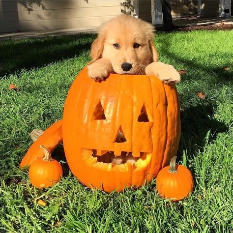 Halloween Dog, Nantucket, A Pumpkin, A Dog, Golden Retriever, Halloween