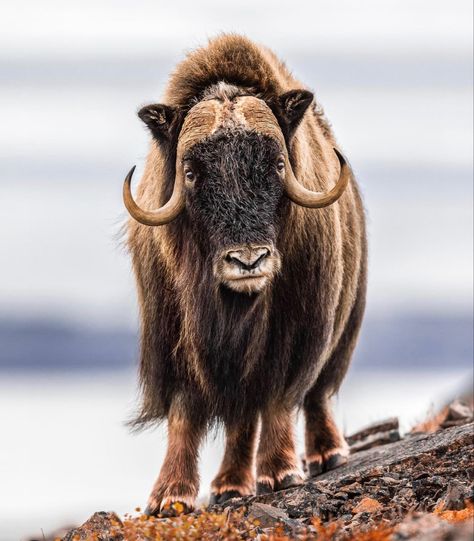 Elephant Shrew, Respect Life, Musk Ox, Photo Animaliere, American Flag Eagle, Kingdom Animalia, Interesting Animals, Easy Drawings Sketches, Animal Species