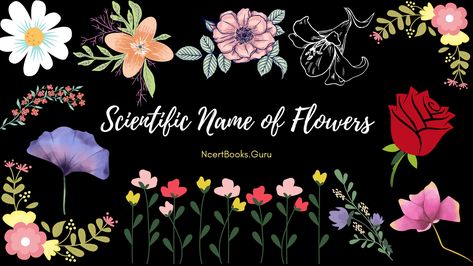 Scientific Name of Flowers | List of Famous Common Flower Names Name Of Flowers, Scientific Names Of Flowers, Flowers List, Areca Catechu, Flowers Name List, Glory Lily, Chrysanthemum Morifolium, Tenses Chart, Delonix Regia