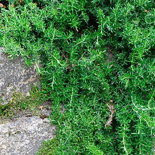 Rosmarinus officinalis 'Prostratus' A hardy, fast-growing evergreen shrub, creeping rosemary has a prostrate habit and attractive flowers and fragrance. Dark green leaves, to 2 inches long, are rich in aromatic oils and commonly used as a culinary herb. This plant is loved for its strong pinelike flavor and fragrance.  Ideal for a rock garden or the top of a dry wall. Makes an excellent groundcover. Care: Should be kept moist in well-drained soil and full sun. Creeping Rosemary, Plant Pallet, Rosemary Herb, Fast Growing Evergreens, Fine Gardening, Rosmarinus Officinalis, Evergreen Plants, Plant Ideas, Starter Plants