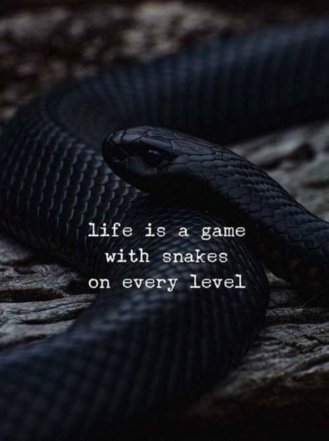 Life is a game with snakes on every level. motivational quotes By great personalities Snake Quotes, Life Is A Game, Snake Game, Game Quotes, Good Morning Wishes Quotes, Business Lifestyle, Morning Wishes Quotes, All Songs, Self Quotes