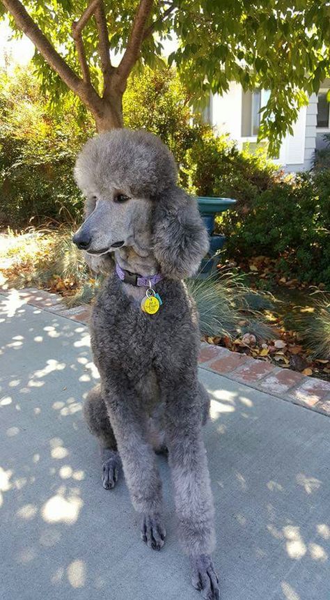 Dog Vest Diy, Standard Poodle Haircuts, Giant Poodle, Poodle Haircuts, Poodle Drawing, Silver Poodle, Poodle Hair, Poodle Haircut, Poodle Puppy Standard