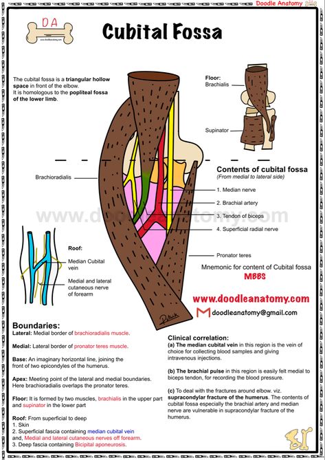 Cubital Fossa Anatomy, Cubital Fossa, Radial Nerve, Median Nerve, Rad Tech, Lower Limb, Anatomy, Collage, Pins