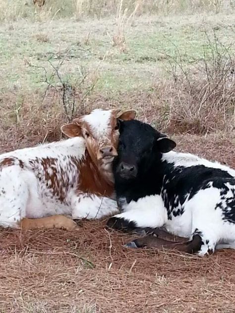 Two Cows In Love, Two Animals In Love, Two Cows, Cow Photography, Baby Farm Animals, Show Cattle, Fluffy Cows, Cow Pictures