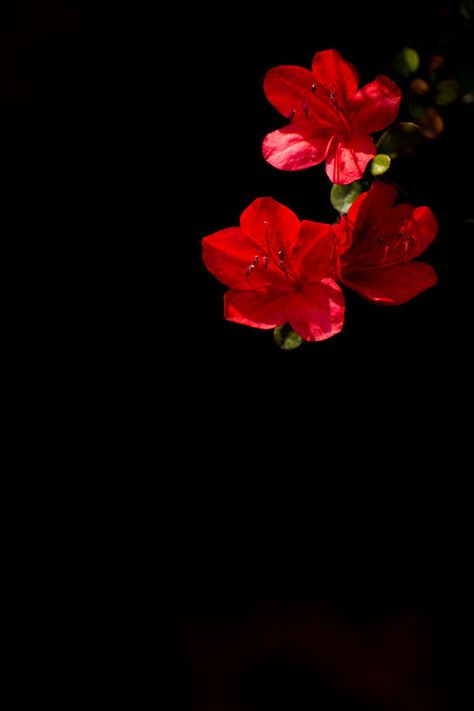 Flowers With Black Background, Flowers Black Background, Red And Black Background, Flowery Wallpaper, Flower Black, Flower Background Wallpaper, Iphone Wallpaper Vintage, Flower Phone Wallpaper, Alam Yang Indah