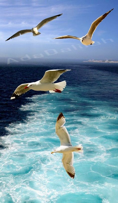 Sea Birds Flying, Ocean Life Photography, Sea Gulls, Seagulls Flying, Ocean Waves Painting, Coastal Birds, Falcons Football, Bird Photos, Ocean Pictures