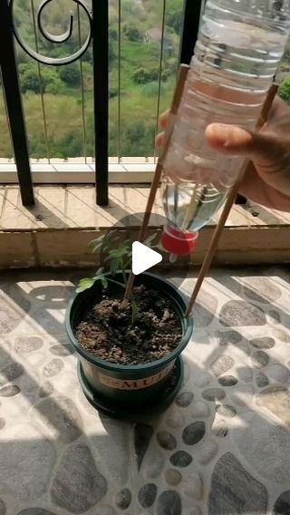 Garden Ideas With Plastic Bottles, Plant Watering, Vegetable Garden Diy, Plant Hacks, Veg Garden, Container Gardening Vegetables, Organic Gardening Tips, Vegetable Garden Design, Diy Plants