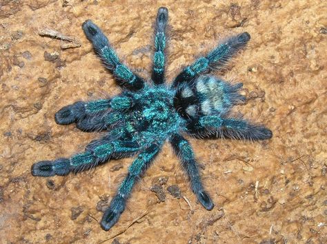 . Pink Toe Tarantula, Arachnids Spiders, Amazing Animal Pictures, Pink Toes, Cool Bugs, Spider Art, Types Of Animals, Creepy Crawlies, Arachnids