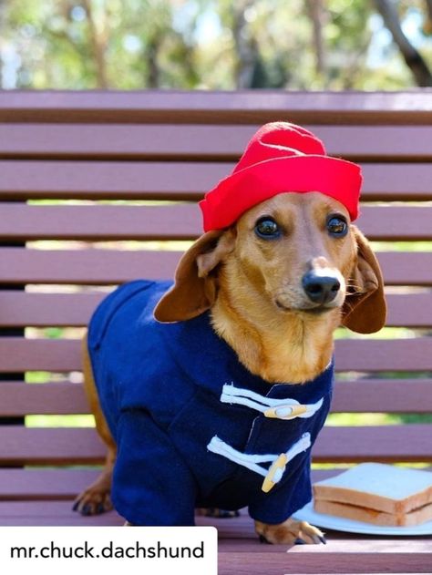 Sausage Dog Costume Paddington Bear Toy, Dog Halloween Costume, Paddington Bear, Dog Halloween Costumes, Dog Costume, Sausage Dog, Dog Halloween, Bear Toy, Halloween Costume