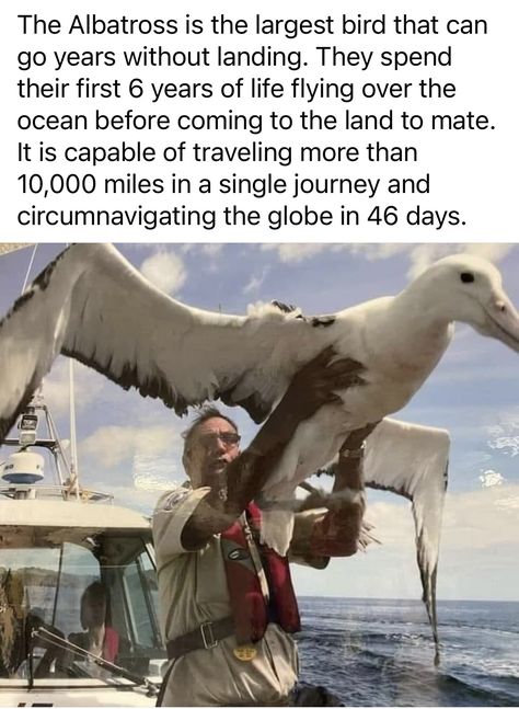 The Albatross, Animal Facts, Animal Photo, Cute Funny Animals, Beautiful Creatures, Beautiful Birds, Animal Kingdom, Animal Photography