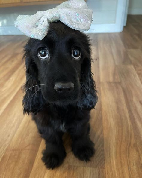 Black Cocker Spaniel, Really Cute Puppies, Cute Animals Puppies, Pet Dogs Puppies, Really Cute Dogs, Cocker Spaniels, Spaniel Puppies, Super Cute Animals